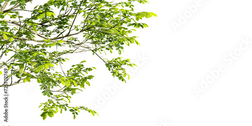 Green leaves branch isolated on transparent