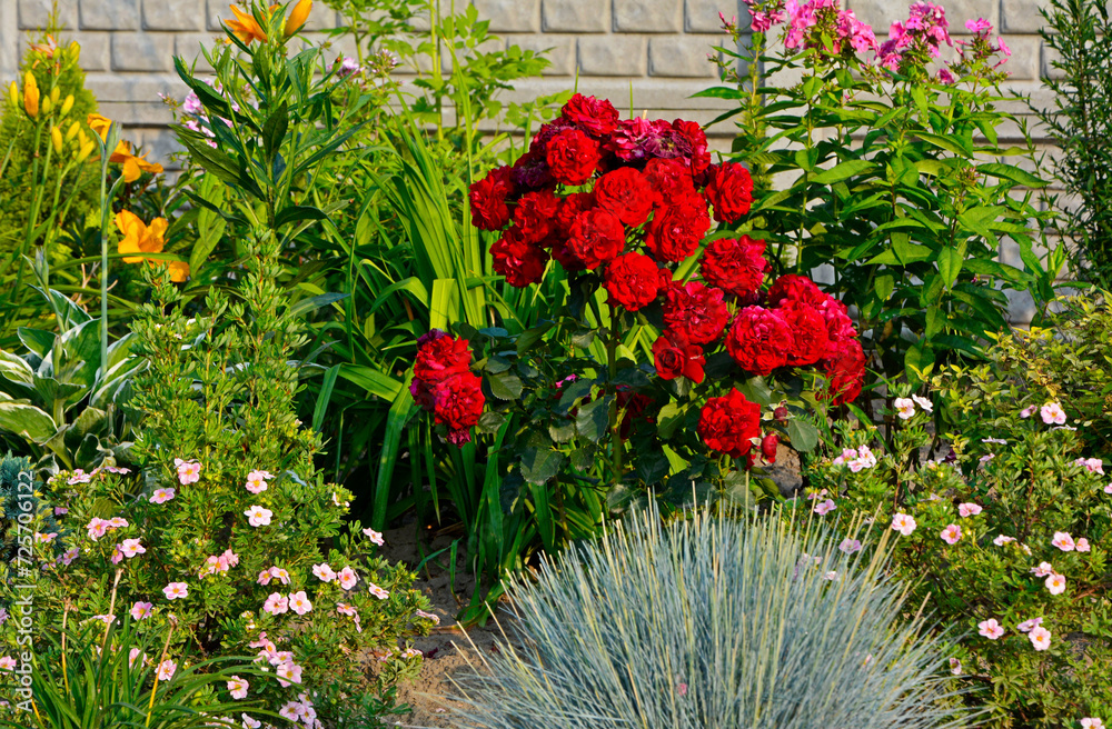 czerwone róże i pieciorniki w ogrodzie, kwitnacy krzw czerwonej róży i rózowe pięciorniki na rabacie kwiatowej, Rosa, Dasiphora fruticosa, red roses and pink cinquefoils in the garden,