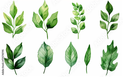 Collection of green watercolor foliage plants clipart on white background. Botanical spring summer leaves illustration. Suitable for wedding invitations  greeting cards  frames and bouquets. 