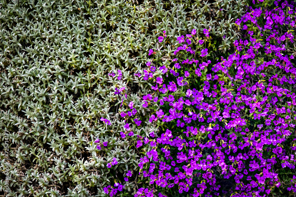 Flowers - Purple Aubrieta, Wengen, Bernese Oberland, Switzerland.jpg