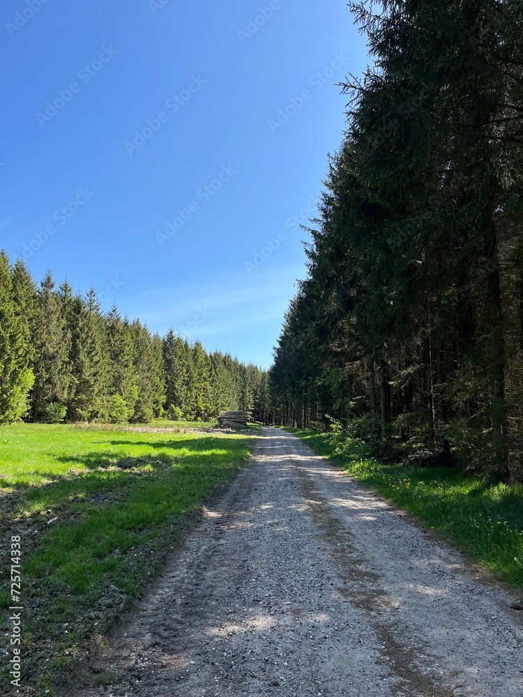 Fototapeta premium road in the forest