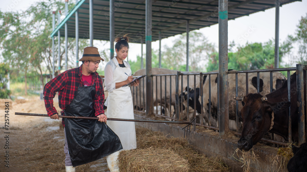 Asian couple Help feed the dairy cows in the pen Asian couple Help feed the dairy cows in the pen