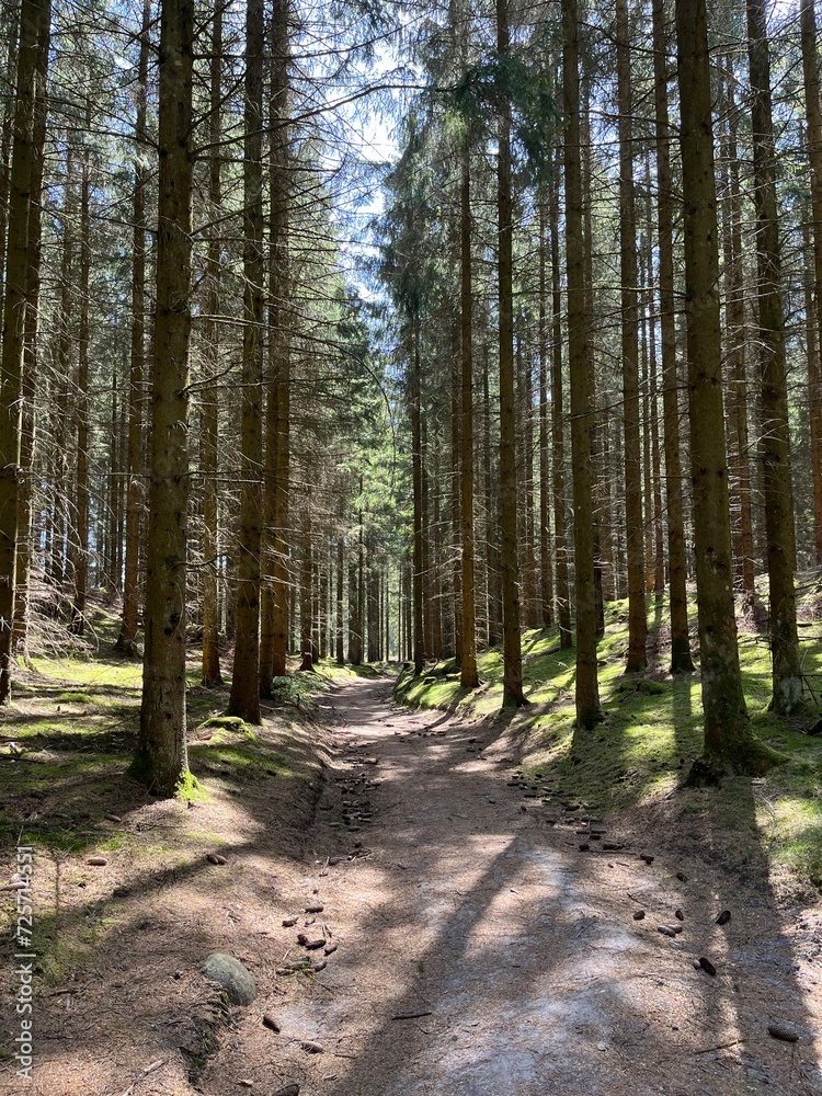 Fototapeta premium path in the woods