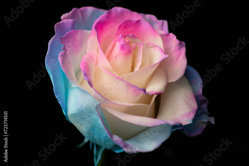 Piękna kolorowa róża