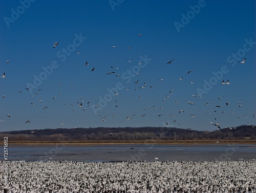 Thousands of Snow Geese Migrate Through Missouri