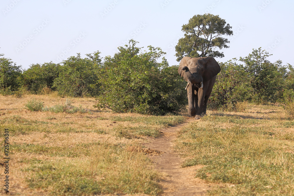 Obraz premium Afrikanischer Elefant / African elephant / Loxodonta africana