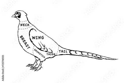 Butcher diagram guide for cutting pheasant in black and white graphic style