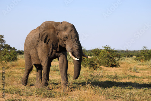 Afrikanischer Elefant   African elephant   Loxodonta africana