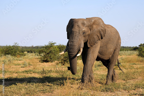 Afrikanischer Elefant   African elephant   Loxodonta africana