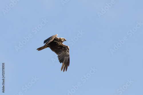 Western Marsh Harrier