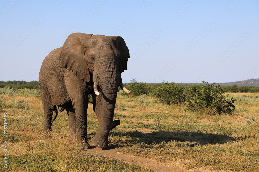 Obraz premium Afrikanischer Elefant / African elephant / Loxodonta africana