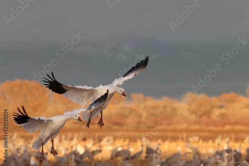 Snow geese Bernardo Waterfowl Area – Bosque, New Mexico USA © Frank Fichtmüller