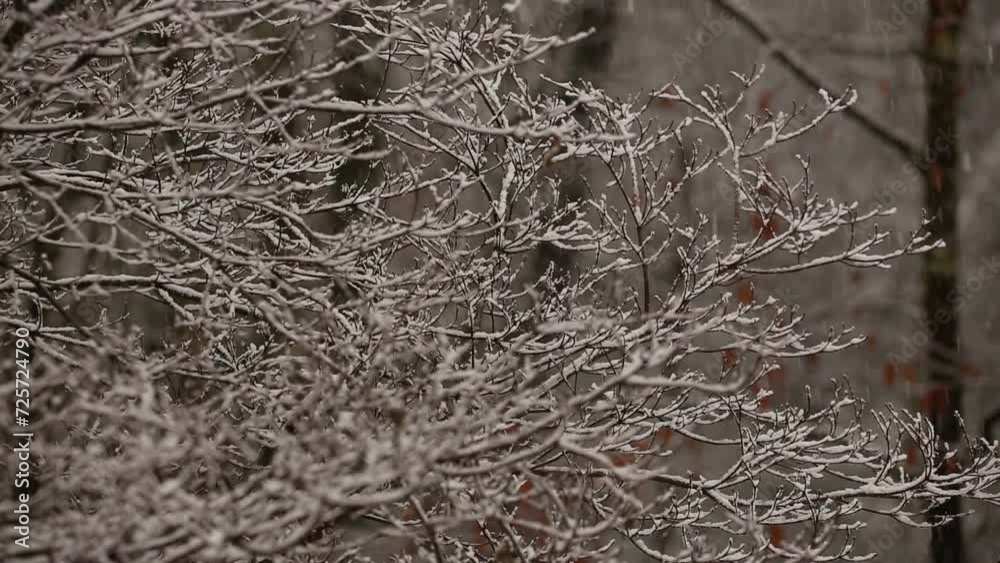 falling snow in upstate new york forest (castill mountains blizzard) footage close up of branches covered in light powder (winter landscape) falling snow in upstate new york forest (castill mountains blizzard) footage close up of branches covered in light powder (winter landscape)