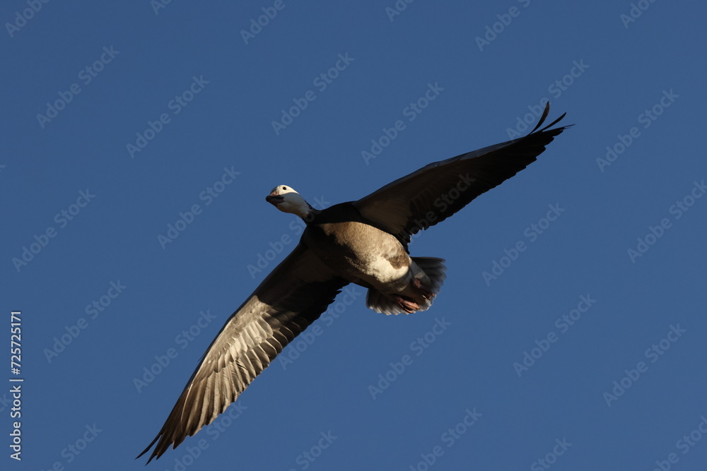 Obraz premium Snow geese Bernardo Waterfowl Area – Bosque, New Mexico USA