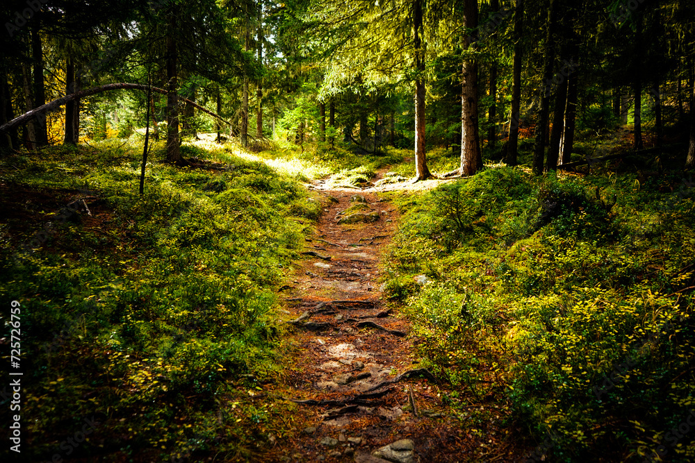 Fototapeta premium walking and hiking path in the swiss national park, parc naziunal svizzer - green and lush with some autumn touches