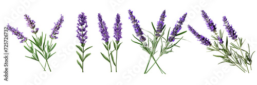 Set of a lavender flower stems with leaves isolated cutout on a Transparent Background photo