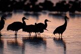 Sandhill Crane Bernardo Waterfowl Area – Bosque, New Mexico USA