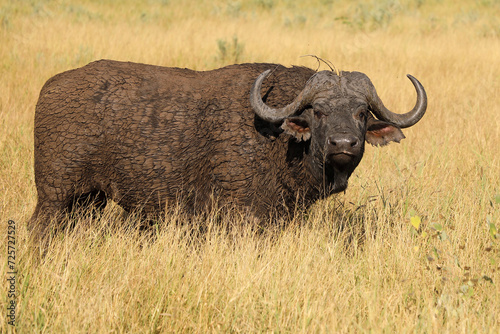 Kaffernb  ffel   African buffalo   Syncerus caffer