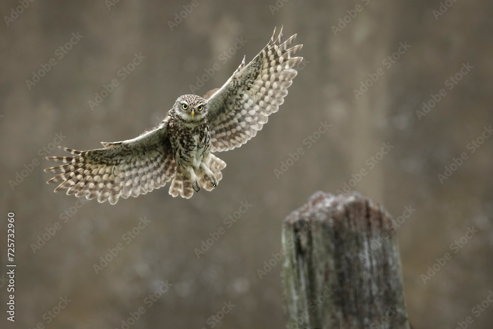 Owl in flight with wings extended over wooden perch
