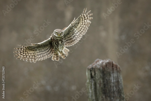 Owl in flight with wings extended over wooden perch © Wirestock