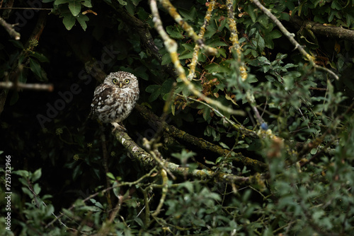 Owl perched on branch amidst foliage
