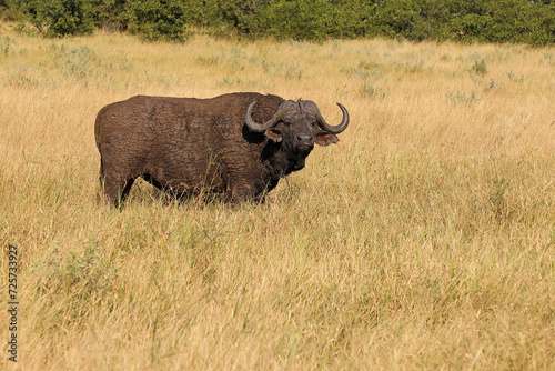 Fototapeta Naklejka Na Ścianę i Meble -  Kaffernbüffel / African buffalo / Syncerus caffer