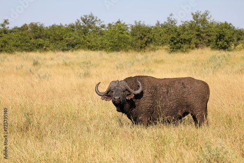 Kaffernb  ffel   African buffalo   Syncerus caffer