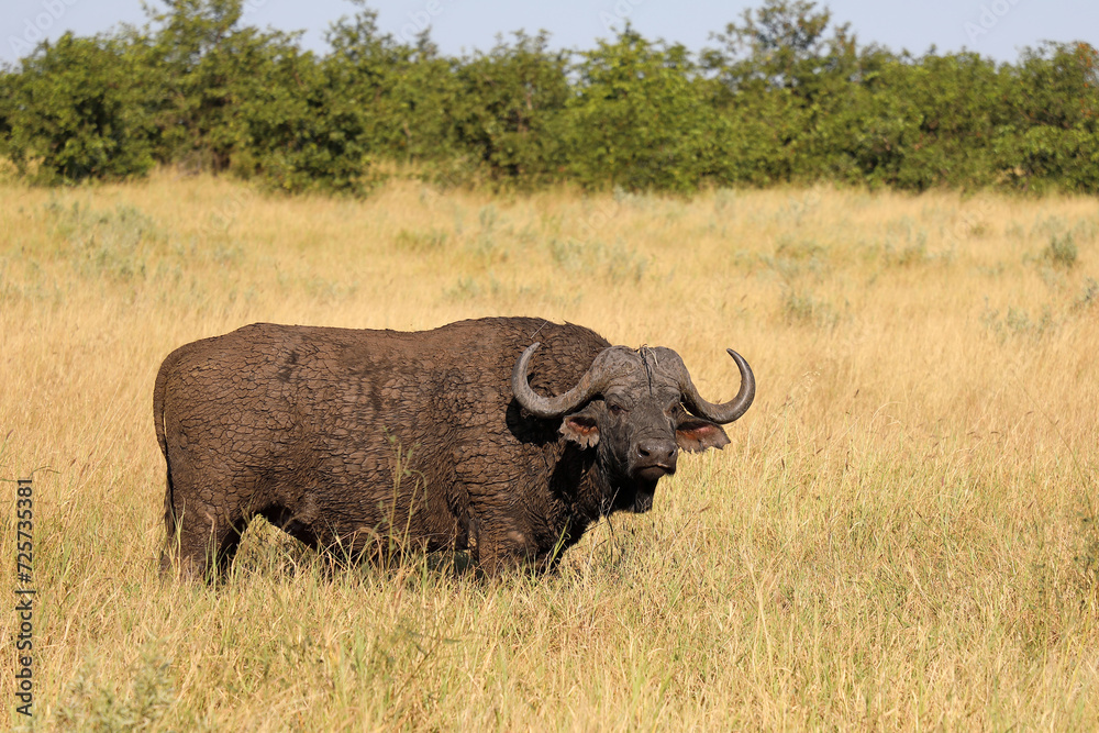 Kaffernbüffel / African buffalo / Syncerus caffer