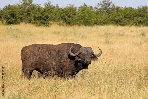 Kaffernb  ffel   African buffalo   Syncerus caffer