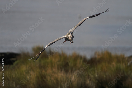 Big heron in flight