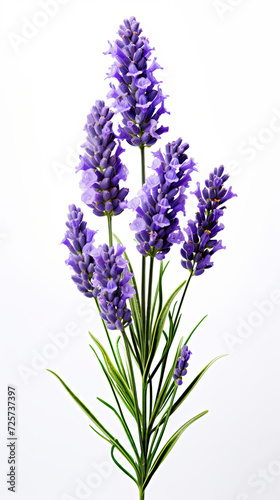 Lavender flower isolated on white background