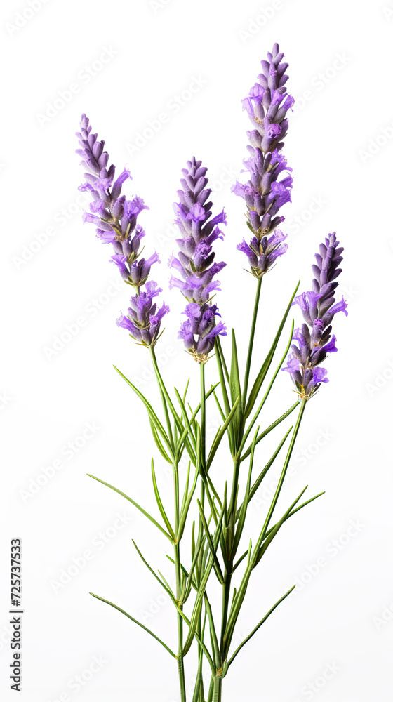 Naklejka premium Lavender flower isolated on white background