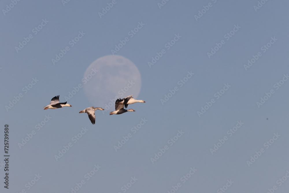Naklejka premium Snow geese and full moon Bernardo Waterfowl Area – Bosque, New Mexico USA