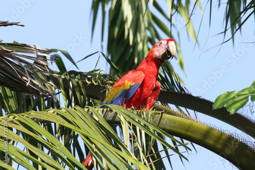 Scarlet Macaw in palm tree, Manuel Antonio, Costa Rica 