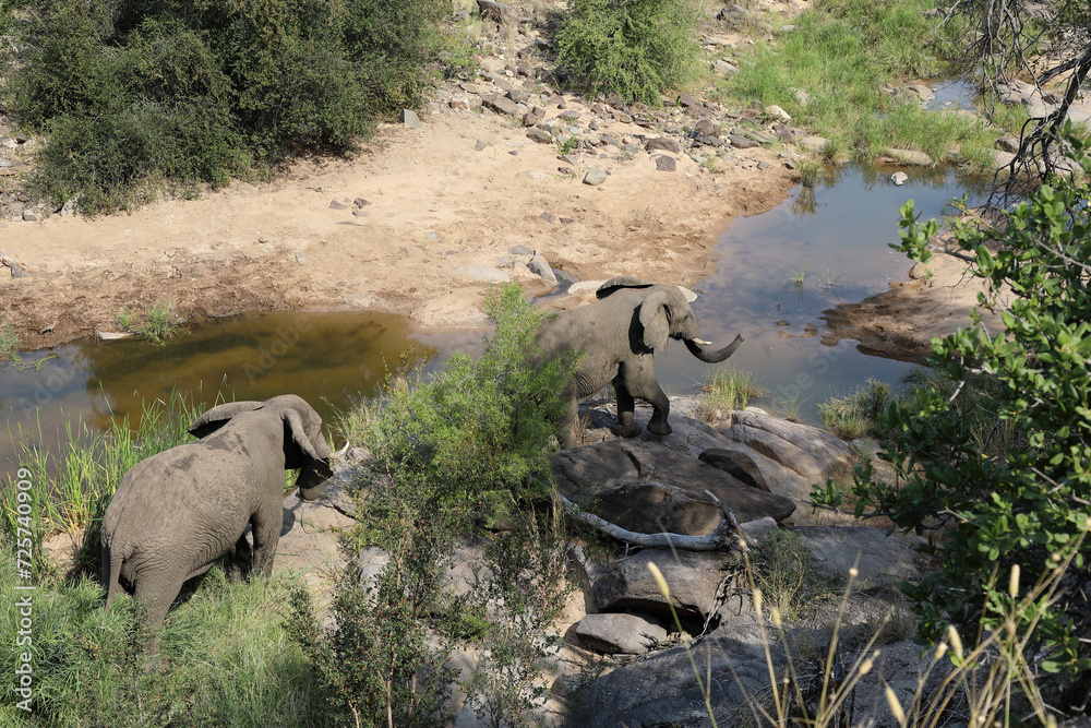 Afrikanischer Elefant im Nhlanganinii River/ African elephant in Nhlanganinii River / Loxodonta africana Afrikanischer Elefant im Nhlanganinii River/ African elephant in Nhlanganinii River / Loxodonta africana