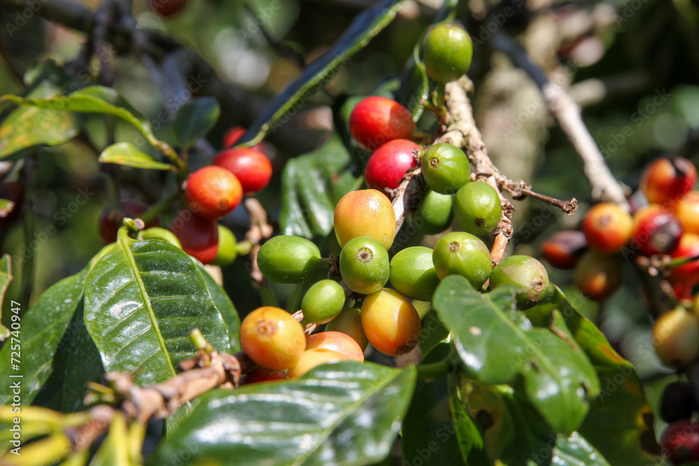 Coffee berries on branches, Monteverde Costa Rica 