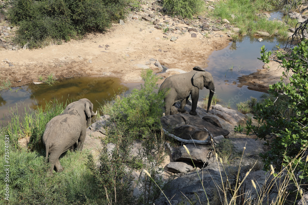 Afrikanischer Elefant im Nhlanganinii River/ African elephant in Nhlanganinii River / Loxodonta africana Afrikanischer Elefant im Nhlanganinii River/ African elephant in Nhlanganinii River / Loxodonta africana