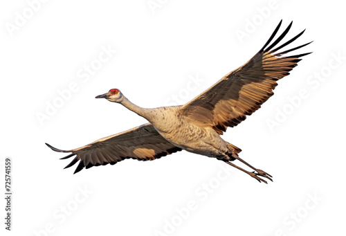 A Sandhill Crane Floats on a White Background
