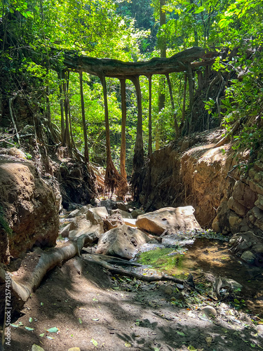 Monteverde Ficus Root Bridge or Ficus Raiz, near Santa Elena, Costa Rica 
