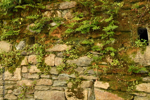 vieux mur