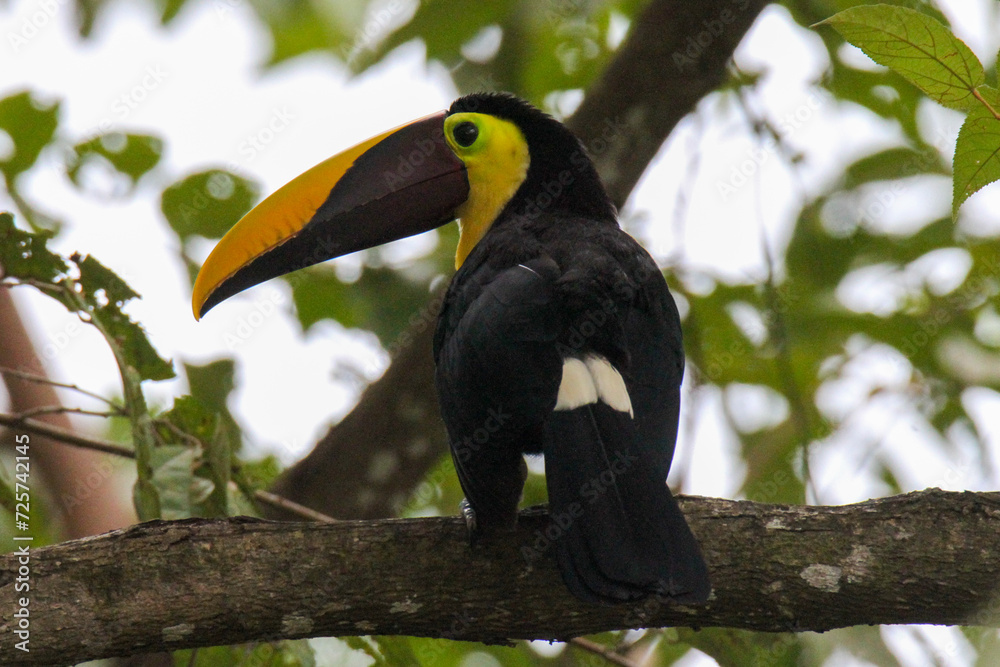 Chestnut Mandible Toucan on tree branch in Costa Rica Chestnut Mandible Toucan on tree branch in Costa Rica