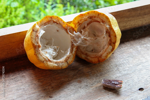Cacao pod and bean at organic chocolate farm in Costa Rica 