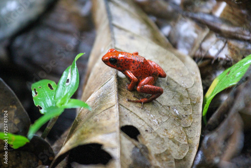 Strawberry Poison Dart Frog on Leaves in Costa Rica 