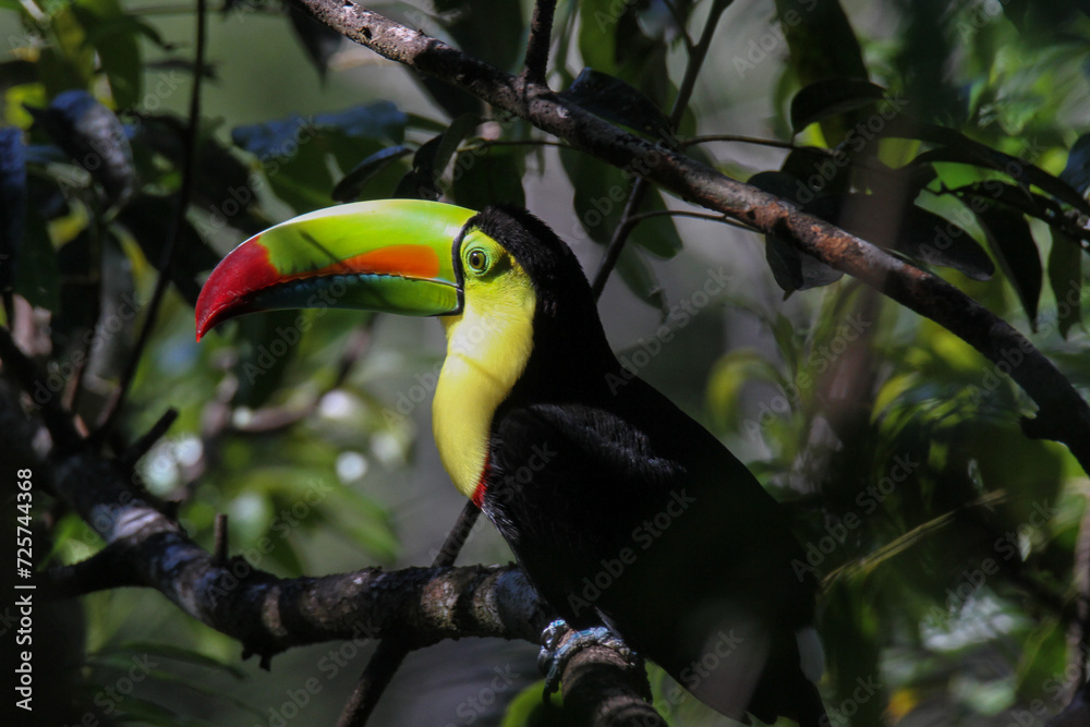 Fototapeta premium Keel-billed Toucan in Costa Rica Forest 