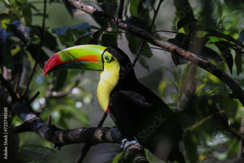 Keel-billed Toucan in Costa Rica Forest 
