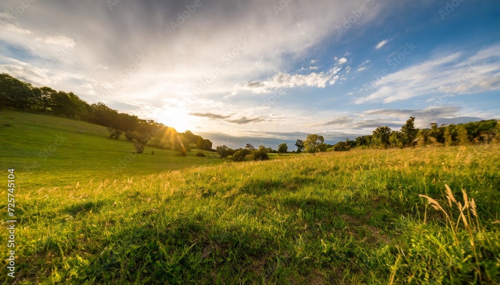 grass on the meadow at sunset