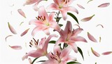 isolated of falling pink lilies flowers bloom with flying petals vertical border on transparent background
