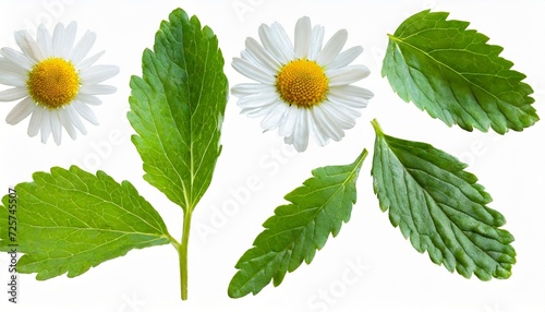 chamomile flowers buds and leaves set isolated transparent png white daisy in bloom chamaemelum nobile herbal medicine plant photo