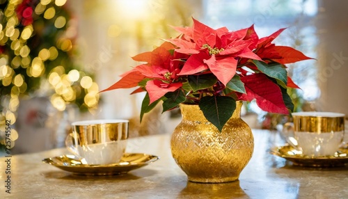 red christmas star poinsettia flowers in gold vase
