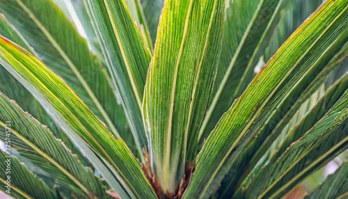 close up of textural green leaves of palm tree
